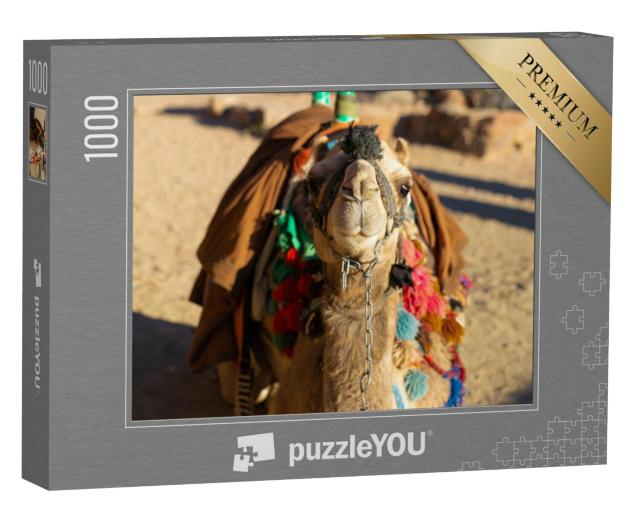 Puzzel 1000 stukjes „Dromedariskameel voor het zand van de hete woestijn, Egypte, Sinaï“