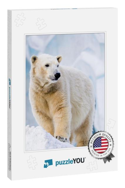 Young Polar Bear Standing on the Ice Block... Jigsaw Puzzle