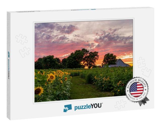 Colorful Sunset on a Rural Farm Field Full of Sunflowers... Jigsaw Puzzle