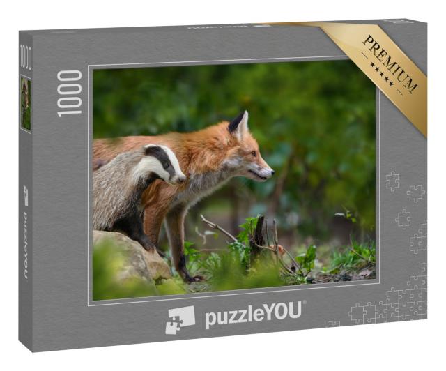 Puzzle 1000 Teile „Rotfuchs, Vulpes vulpes, und Dachs, Waldtiere“