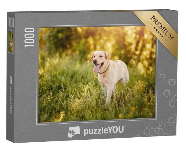 Puzzel 1000 stukjes „Labrador Retriever op een weiland“