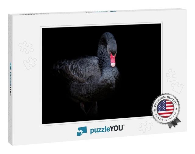 Black Swan on Black Background Cygnus Atratus. Beautiful... Jigsaw Puzzle