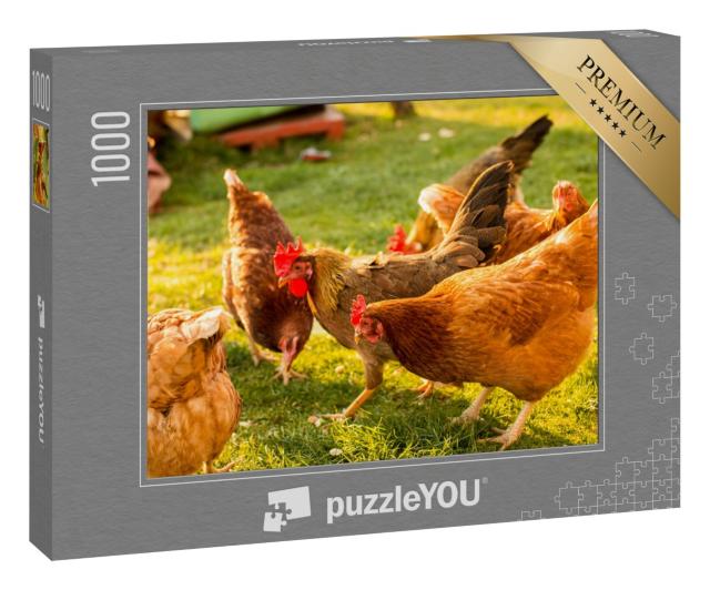 Puzzle 1000 Teile „Freilaufende Hühner auf einem Bauernhof“