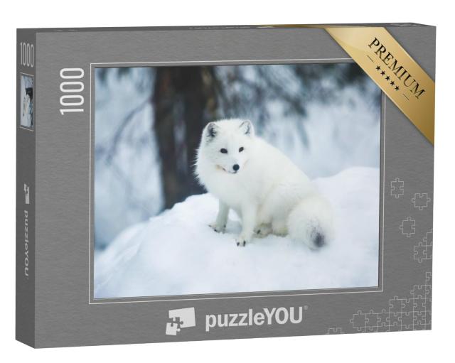 Puzzel 1000 stukjes „Close-up van een poolvos in Finland“