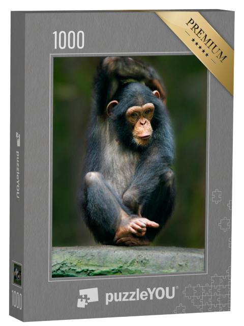 Puzzel 1000 stukjes „Chimpansee als grote aap uit Afrika“