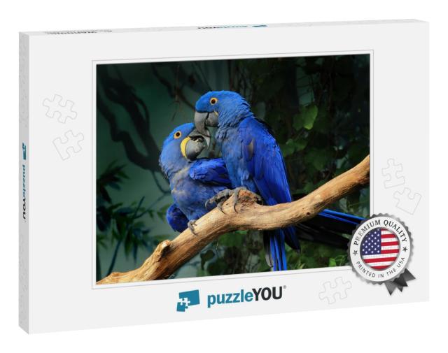 Pair of Blue Hyacinth Macaw Anodorhynchus Hyacinthinus Pe... Jigsaw Puzzle