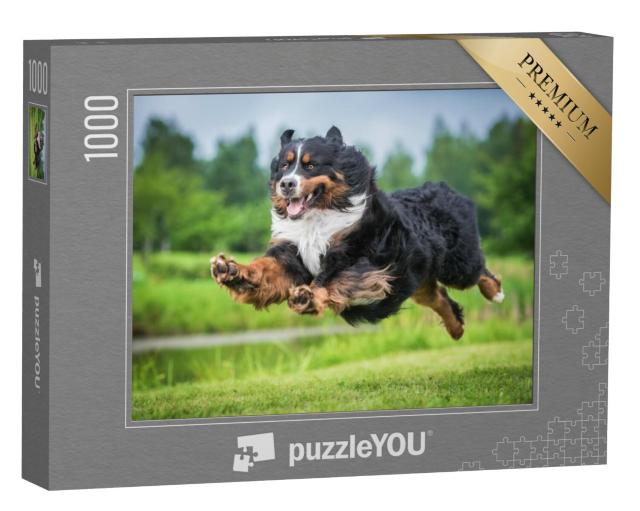 Puzzel 1000 stukjes „Berner Sennenhond springen“