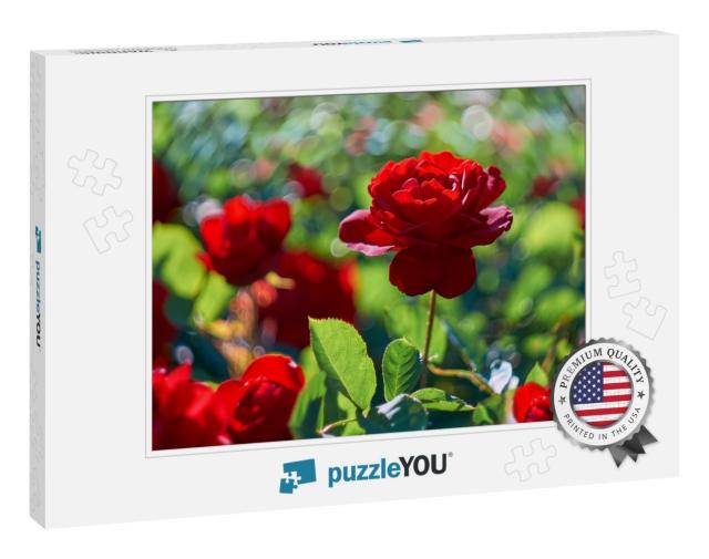 Red Rose Flower Blooming in Roses Garden on Background Re... Jigsaw Puzzle