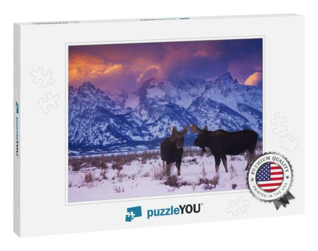 Two Bull Moose Stand Under the Tetons During a Winter Sun... Jigsaw Puzzle