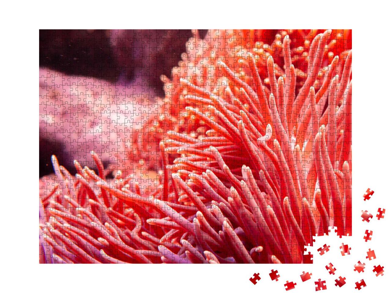 Puzzle 1000 Teile „Makrofotografie: rosarote Koralle in der Unterwasserwelt“