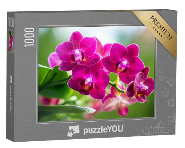 Puzzel 1000 stukjes „Het stralende roze van een bloeiende orchidee“