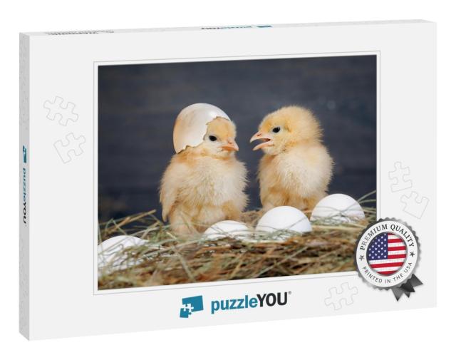 Newborn Chicks. Orange Chicks Communicate with Each Other... Jigsaw Puzzle