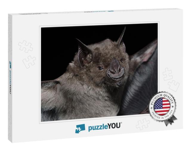 A Brazilian Bat, the Greater Spear-Nosed Bat Phyllostomus... Jigsaw Puzzle