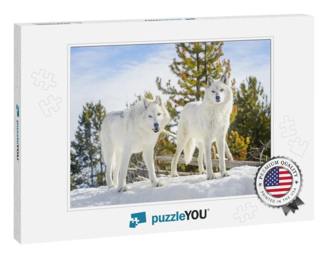 Two Gray Timber Wolf Canis Lupus, Walking in Snow... Jigsaw Puzzle