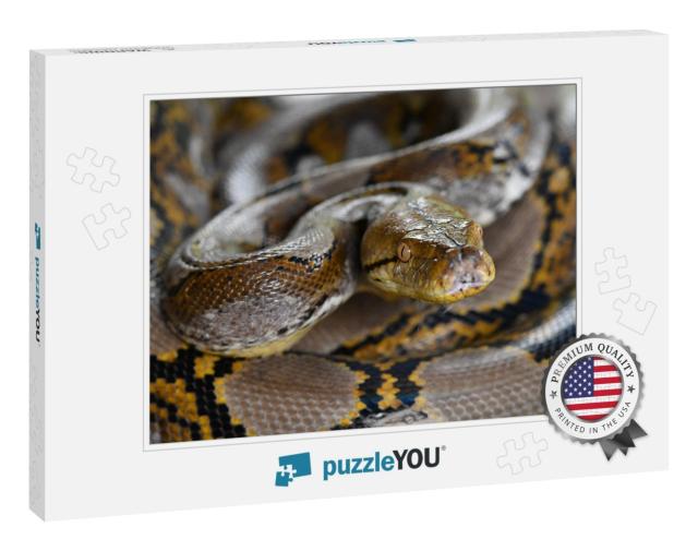 Reticulated Python Snake of Borneo | Python Reticulatus... Jigsaw Puzzle