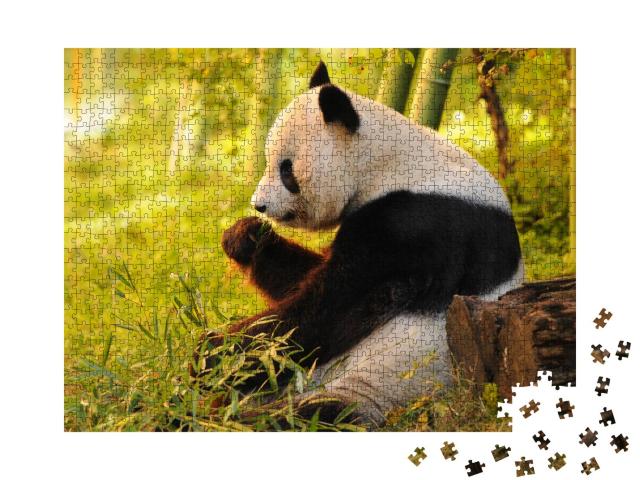 Puzzle 1000 Teile „Großer Panda beim Verzehr von Bambus“