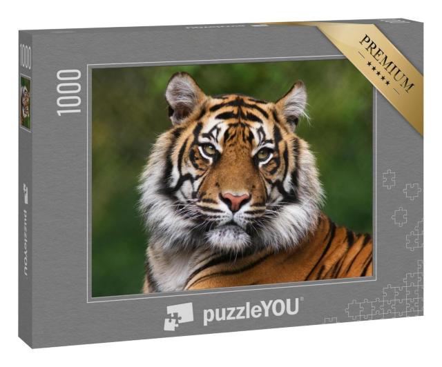 Puzzle 1000 Teile „Porträt eines bengalischen Tigers“