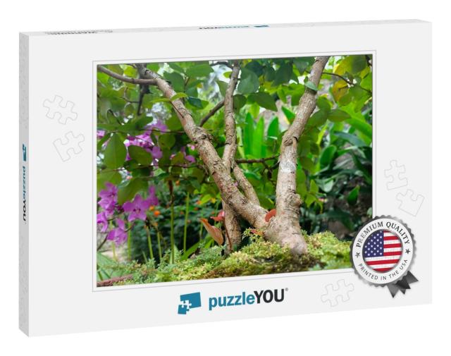 Best Picture of Bonsai Tree in Tropical Nature... Jigsaw Puzzle
