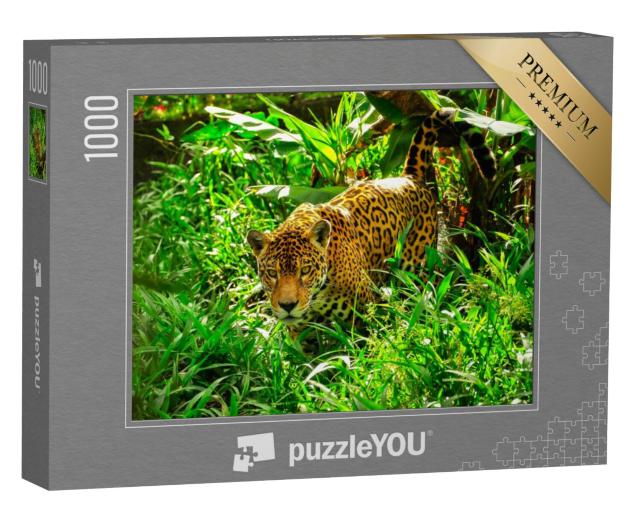 Puzzel 1000 stukjes „Een volwassen jaguar besluipt het gras“