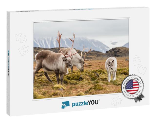 Wild Reindeer Family - Spitsbergen, Svalbard... Jigsaw Puzzle
