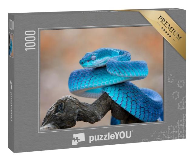 Puzzle 1000 Teile „Blaue Viper: Schlange, Nahaufnahme Gesicht“