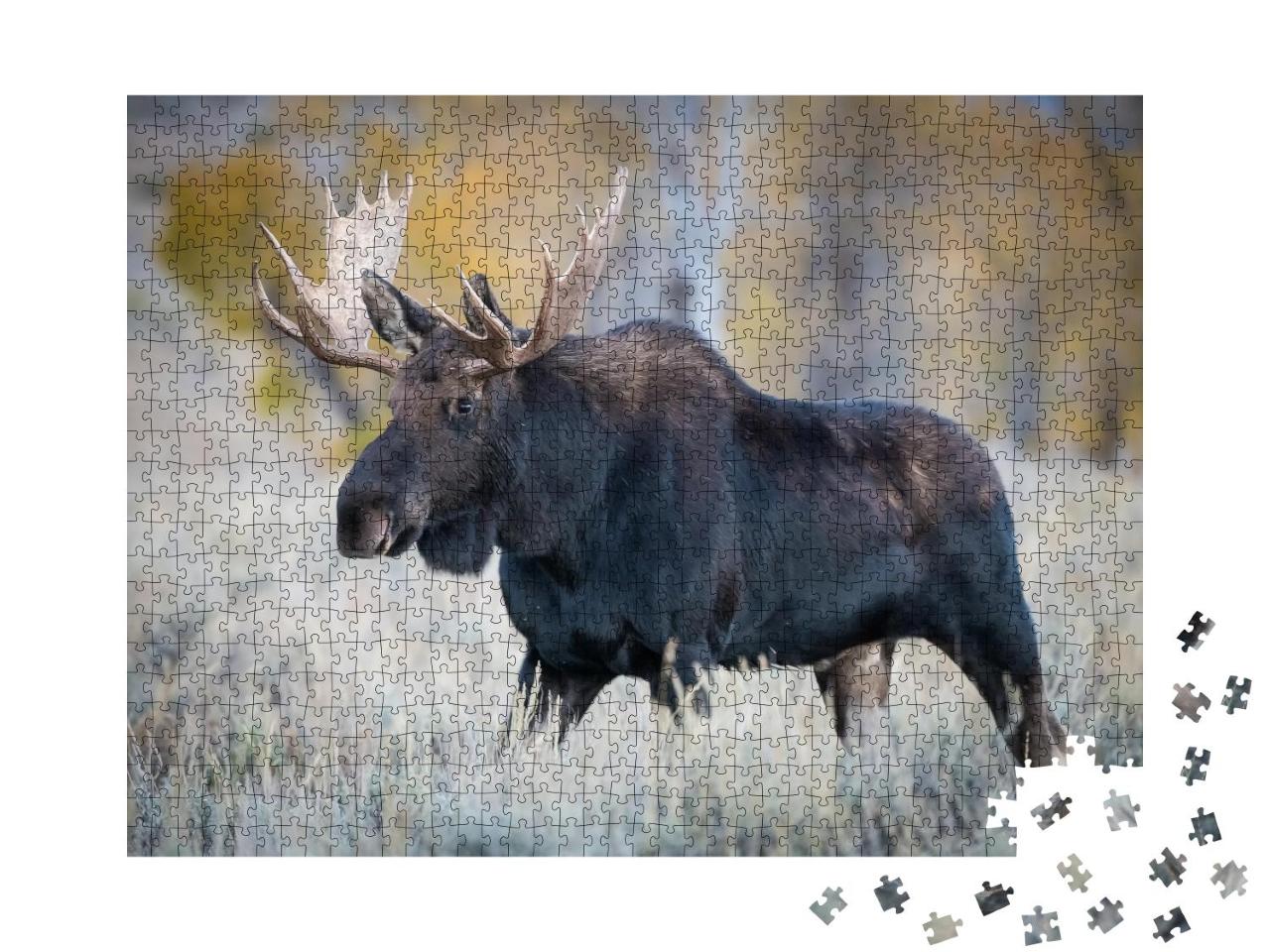 Puzzle 1000 Teile „Elch steht im trockenen Gras, Yellowstone, USA“