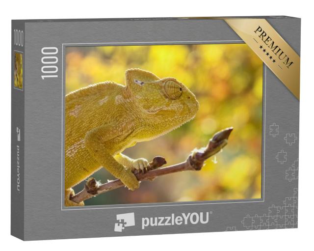 Puzzel 1000 stukjes „Gewone kameleon, Chamaeleo chamaeleon, Turkije“