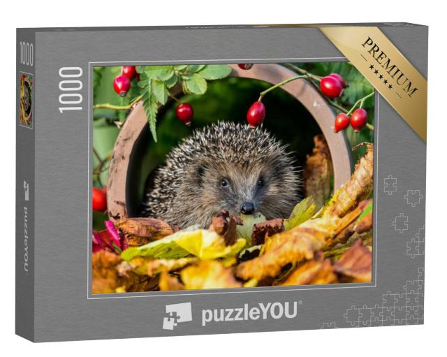 Puzzel 1000 stukjes „Egels in gouden herfstbladeren“