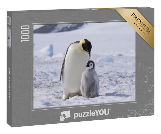 Puzzle 1000 Teile „Ein Kaiserpinguin mit seinem Küken, Antarktis“