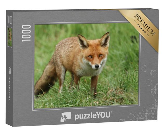 Puzzel 1000 stukjes „Prachtige wilde rode vos“