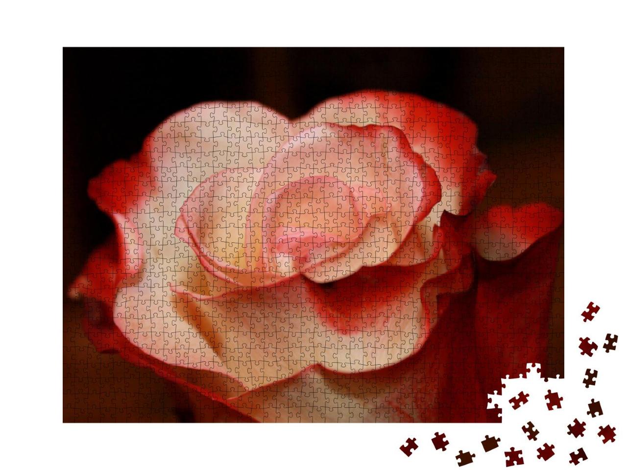 Puzzle 1000 Teile „Leuchtend rote und weiße Rose“
