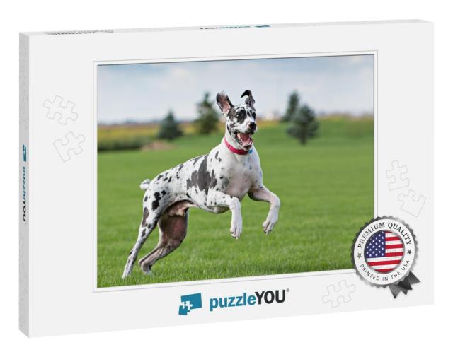 Great Dane Outside in a Yard on Green Grass... Jigsaw Puzzle