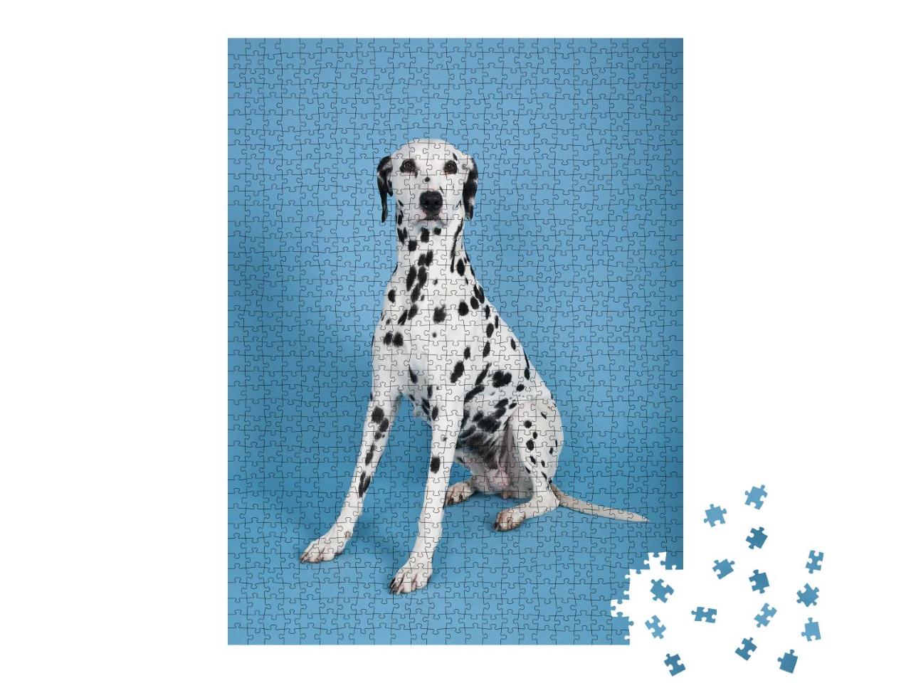 Puzzle 1000 Teile „Dalmatiner: beliebter Hund vor blauem Hintergrund“