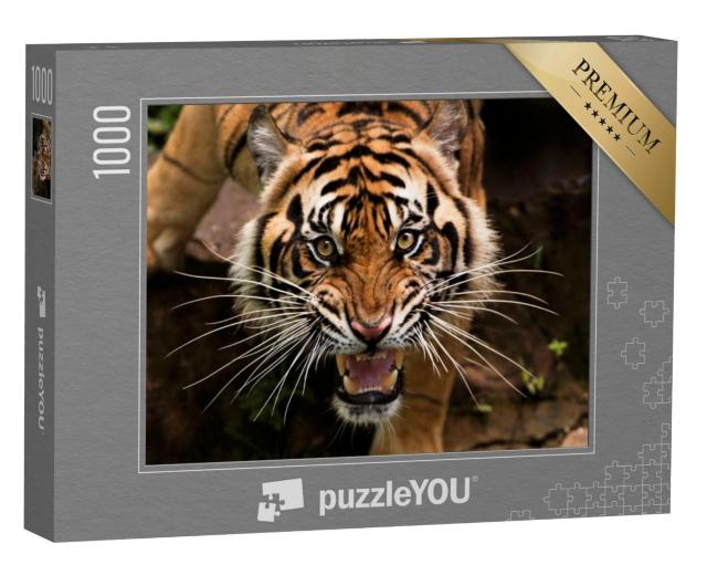 Puzzel 1000 stukjes „Een Sumatraanse tijger op jacht“