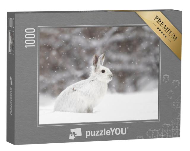 Puzzel 1000 stukjes „Witte sneeuwhaas in een sneeuwjacht, Canada“