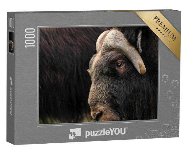 Puzzel 1000 stukjes „Close-up van een muskusos“