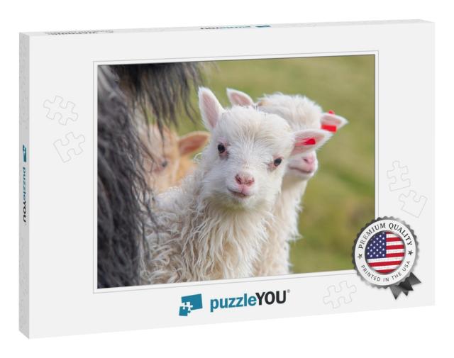 Faroe Islands Animals, Sheep & Lambs... Jigsaw Puzzle
