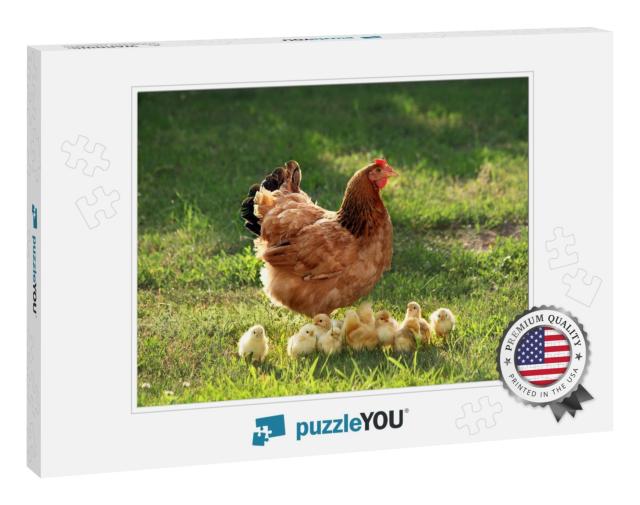 Mother Hen with Chickens in a Rural Yard. Chickens in a G... Jigsaw Puzzle