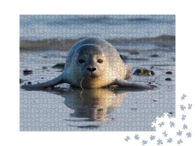 Puzzle 1000 Teile „Seehundwelpe am Strand von Helgoland“