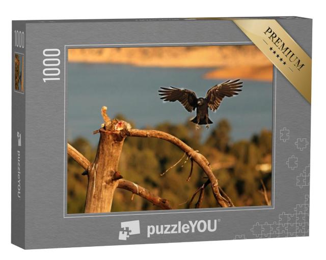 Puzzel 1000 stukjes „Een raaf steelt de prooi van een vale gier“