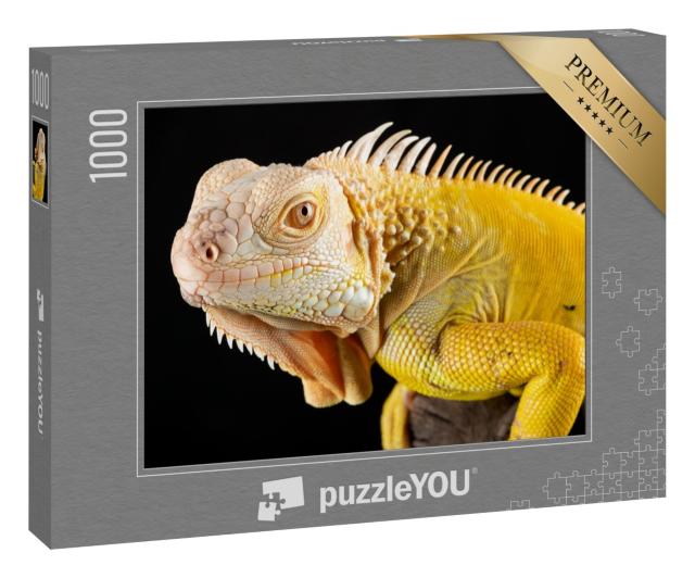 Puzzle 1000 Teile „Nahaufnahme eines gelben Albino-Leguans auf schwarzem Hintergrund.“
