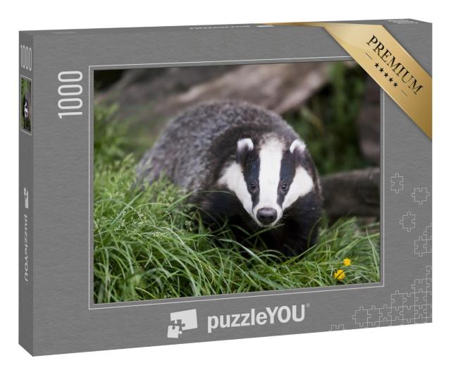 Puzzle 1000 Teile „Der Europäische Dachs, auch Eurasischer Dachs“