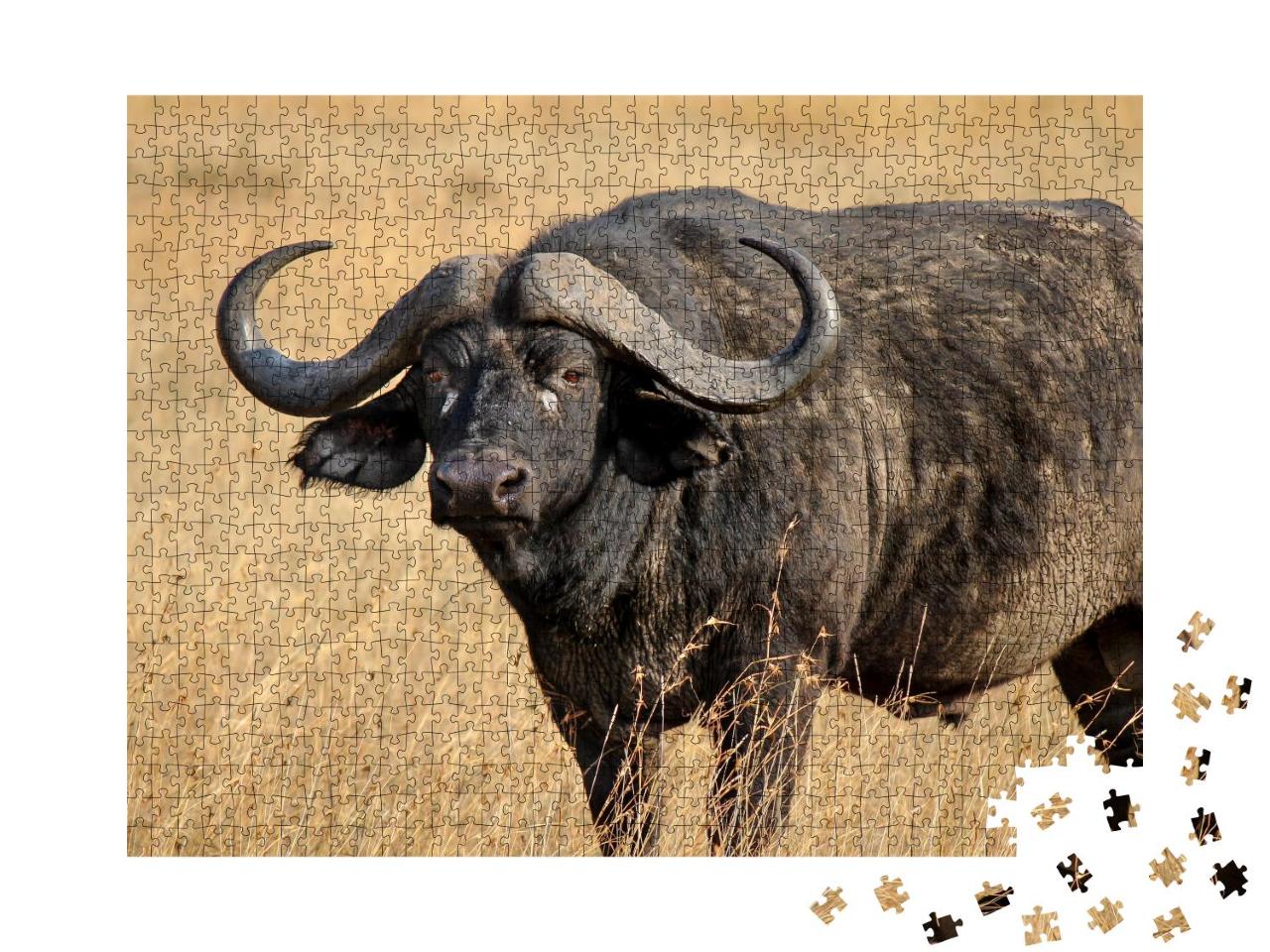 Puzzle 1000 Teile „Afrikanischer Büffel oder Kap-Büffel, einer der Big Five“