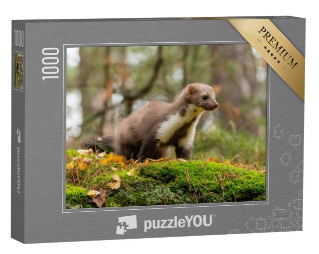 Puzzel 1000 stukjes „Een Europese boommarter“