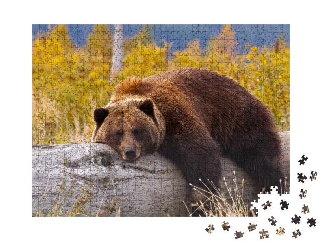 Puzzle 1000 Teile „Grizzlybär, Alaska“