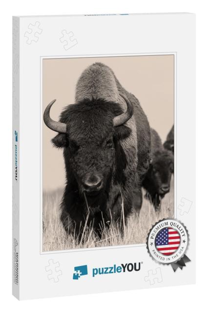 American Bison or Buffalo in Sepia. the Herd of American... Jigsaw Puzzle