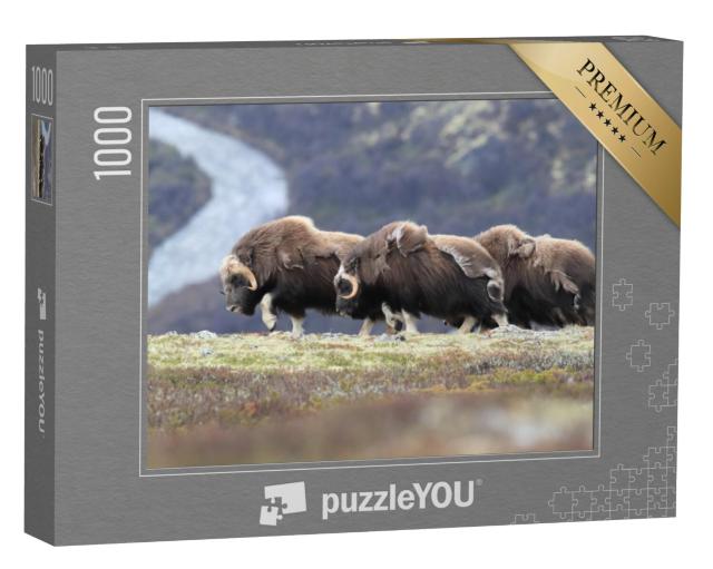 Puzzel 1000 stukjes „Wandelende muskusossen in Nationaal Park Dovrefjell, Noorwegen“