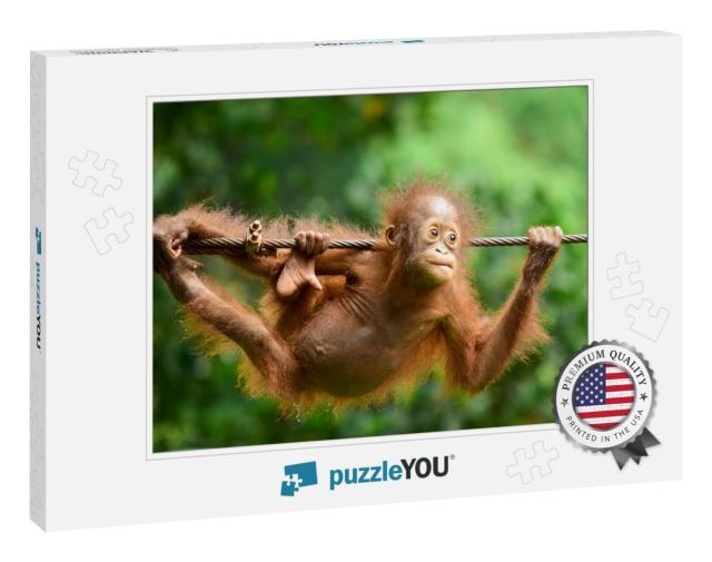 Orangutan  Kalimantan - Close Up Details of the Kalimanta... Jigsaw Puzzle