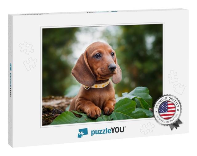 Cute Dachshunds Puppy with Nature Background... Jigsaw Puzzle