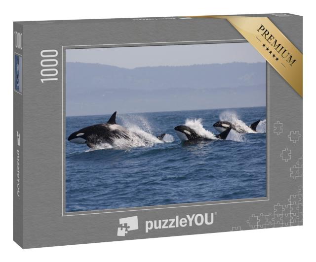 Puzzle 1000 Teile „Schwarm von Killerwalen im Ozean, Orcinus Orca“